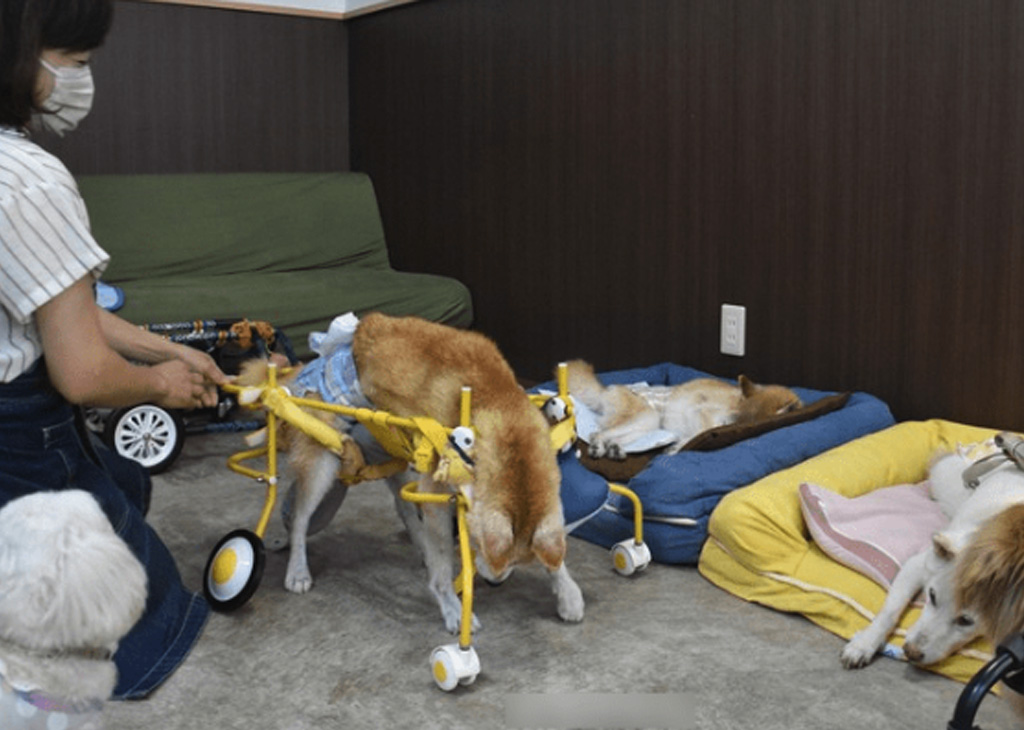 Pet Retirement Homes: Who's Looking After Our Senior Fur Babies?